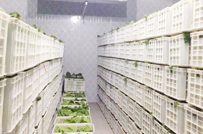 蔬菜保鮮冷庫存儲技術及保鮮期限，由黄瓜视频免费看廠家來解釋